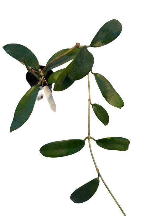 Hoya Meliflua