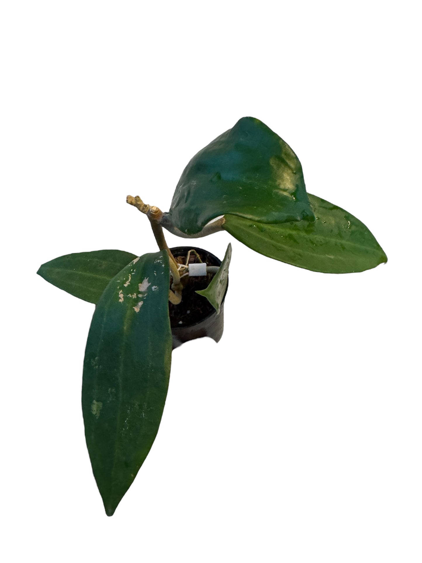 Hoya polystachya