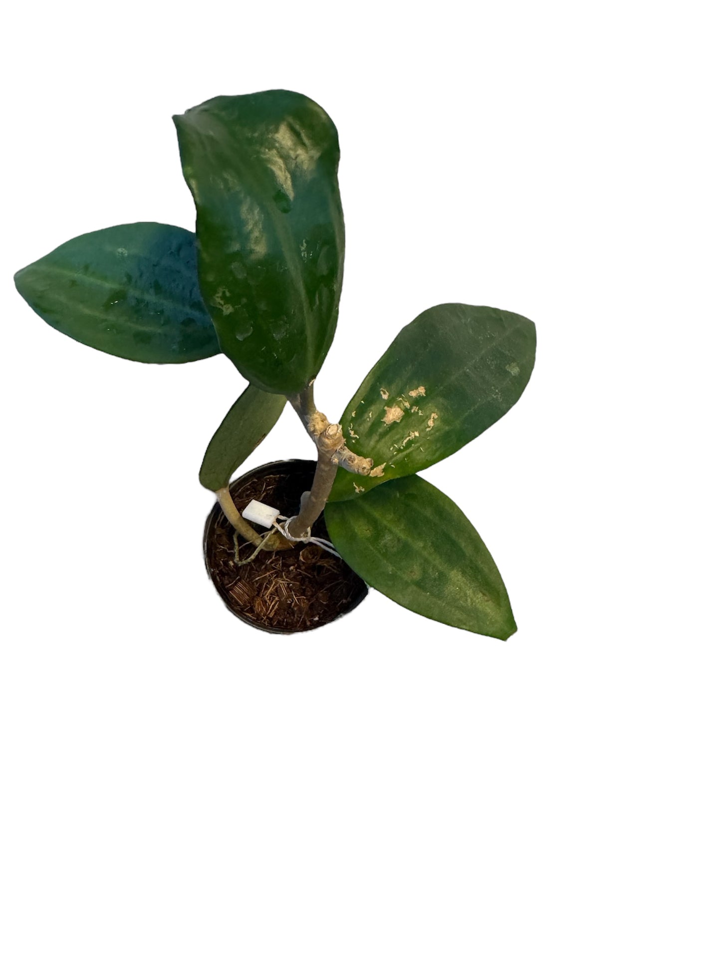 Hoya polystachya