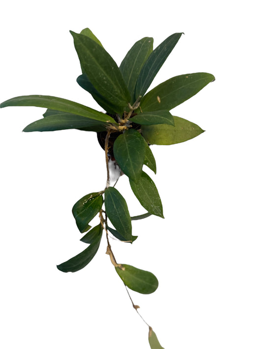 Hoya Seed 11