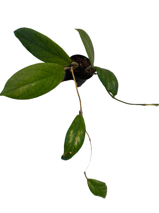 Hoya Vitellinoides