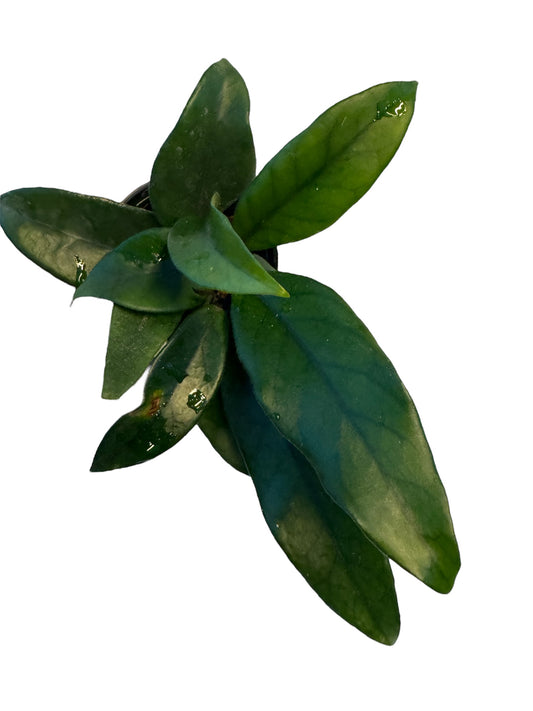Hoya Dasyantha