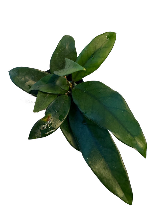 Hoya Dasyantha