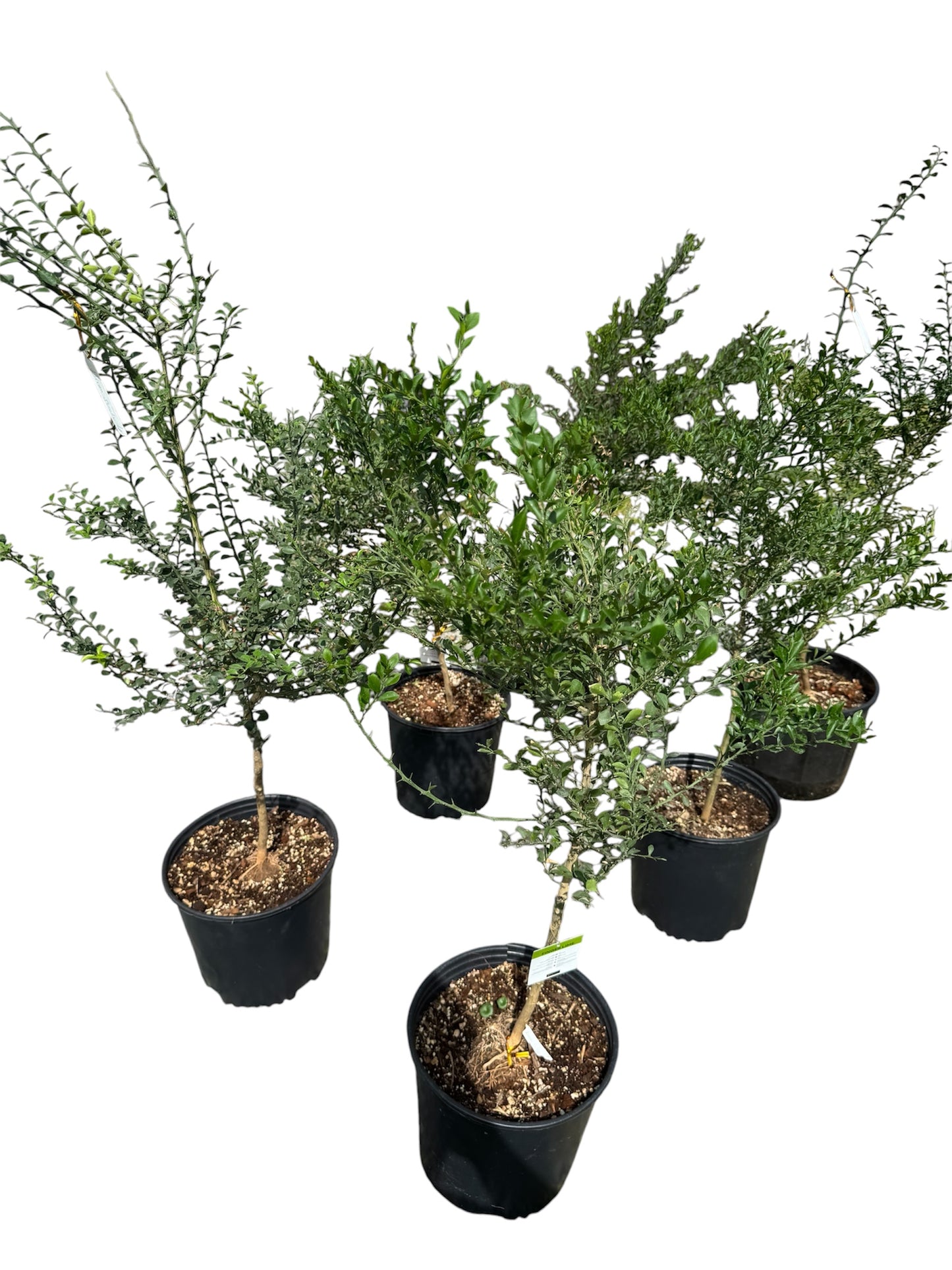Finger Lime Tree Large