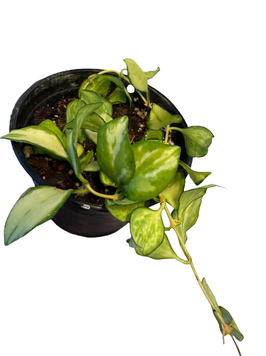 Hoya Heuschkeliana variegata