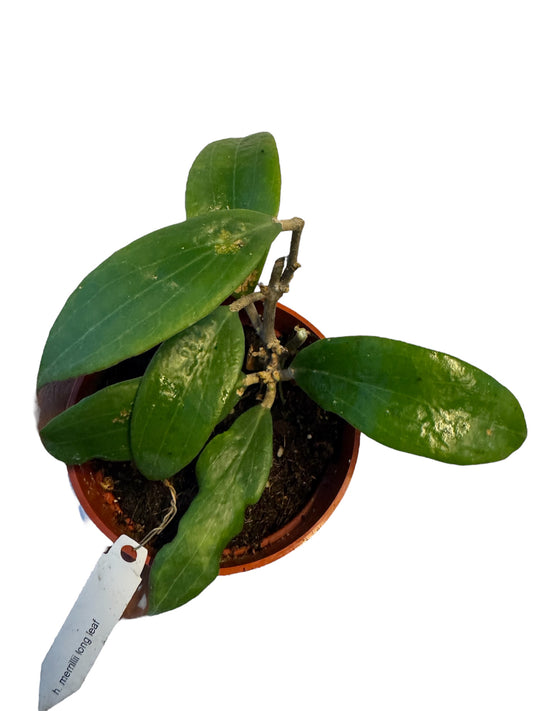 Hoya merrillii long leaf