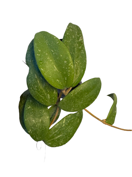 Hoya Veitman ah 001