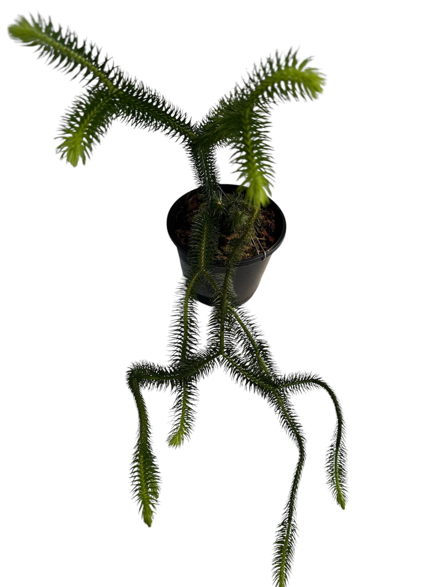 Huperzia squarrosa