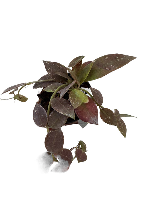 Hoya walliniana