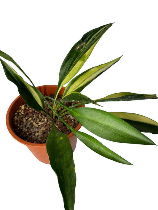 Sansevieria Concinna spoon variegated