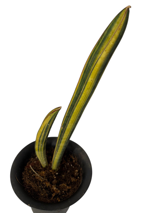 Sansevieria Baseball Bat variegated (snake plant)