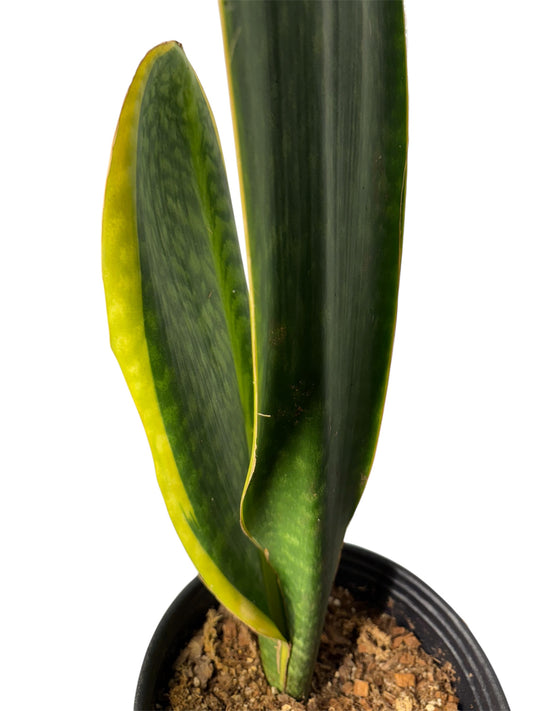 Sansevieria 'Congo' variegated Big Leaf ( Rare Find)