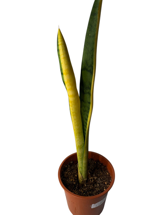 Sansevieria FL-H13 variegated
