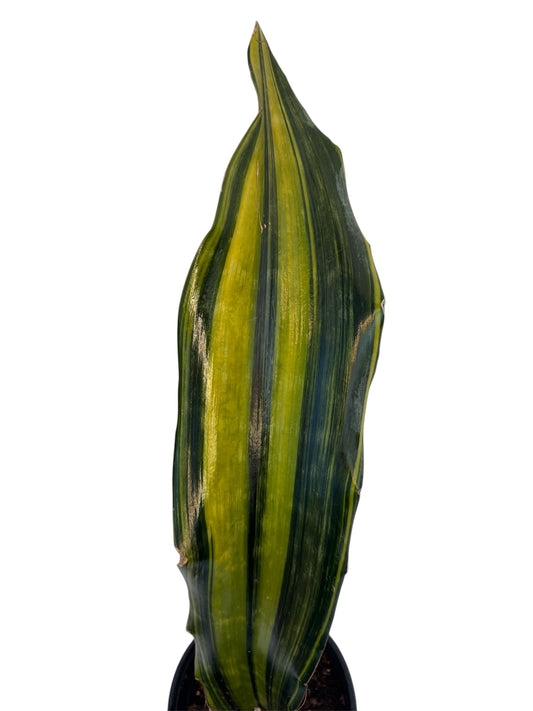 Sansevieria Malawi Variegated