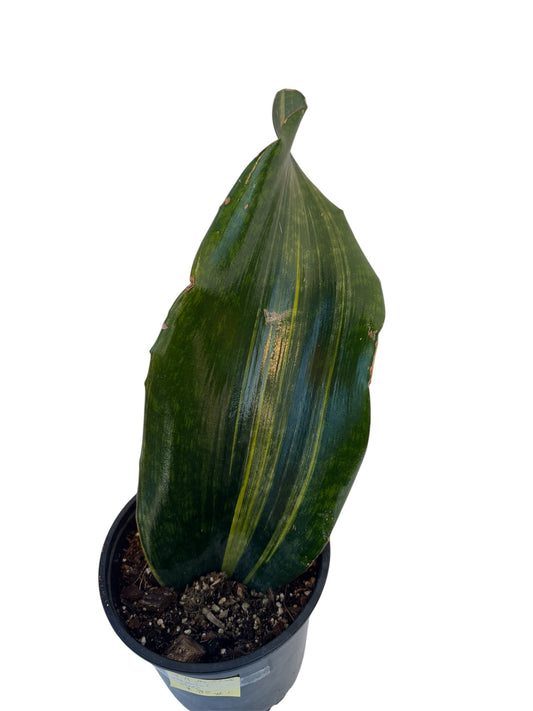 Sansevieria Malawi Variegated
