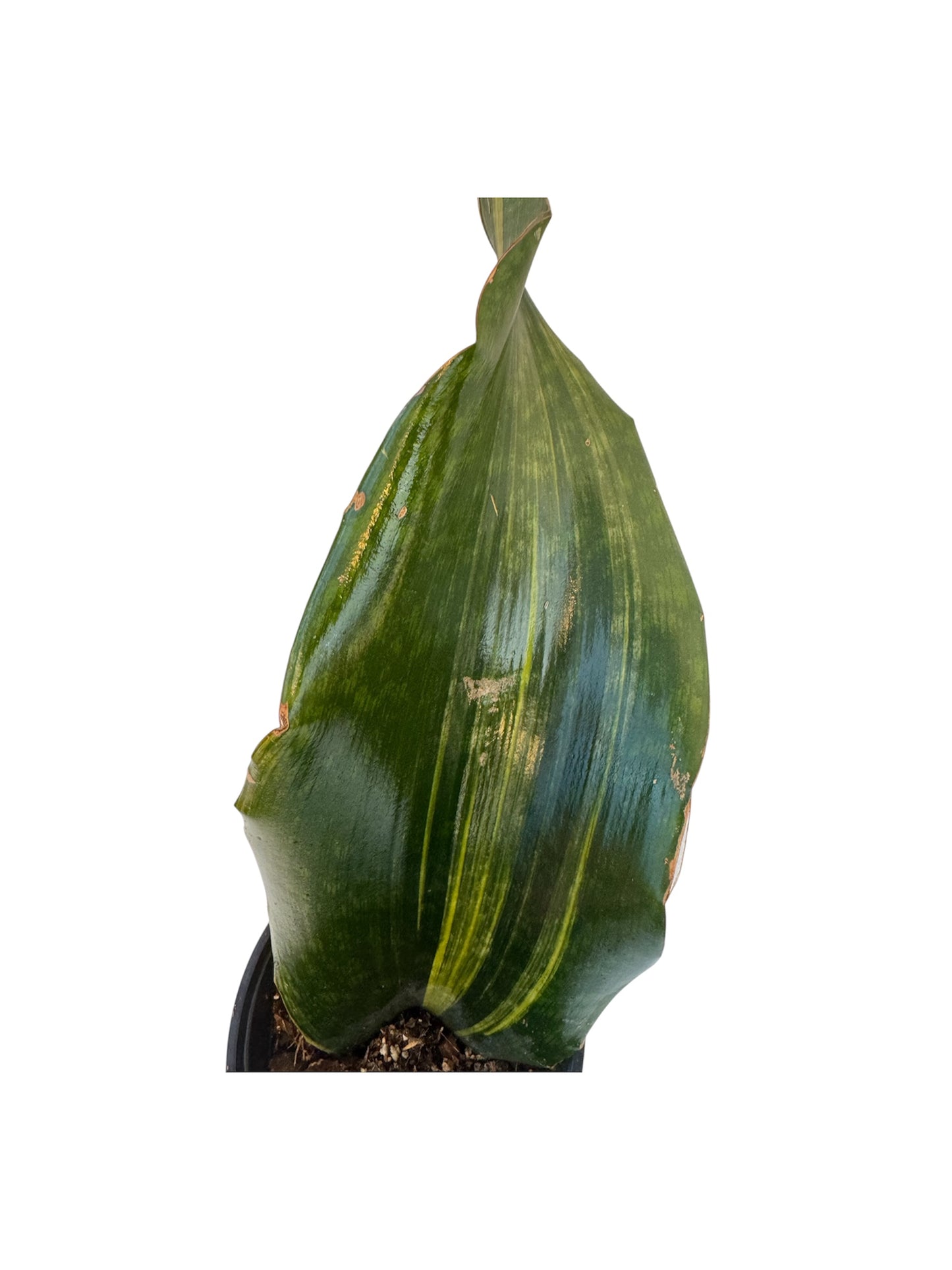 Sansevieria Malawi Variegated