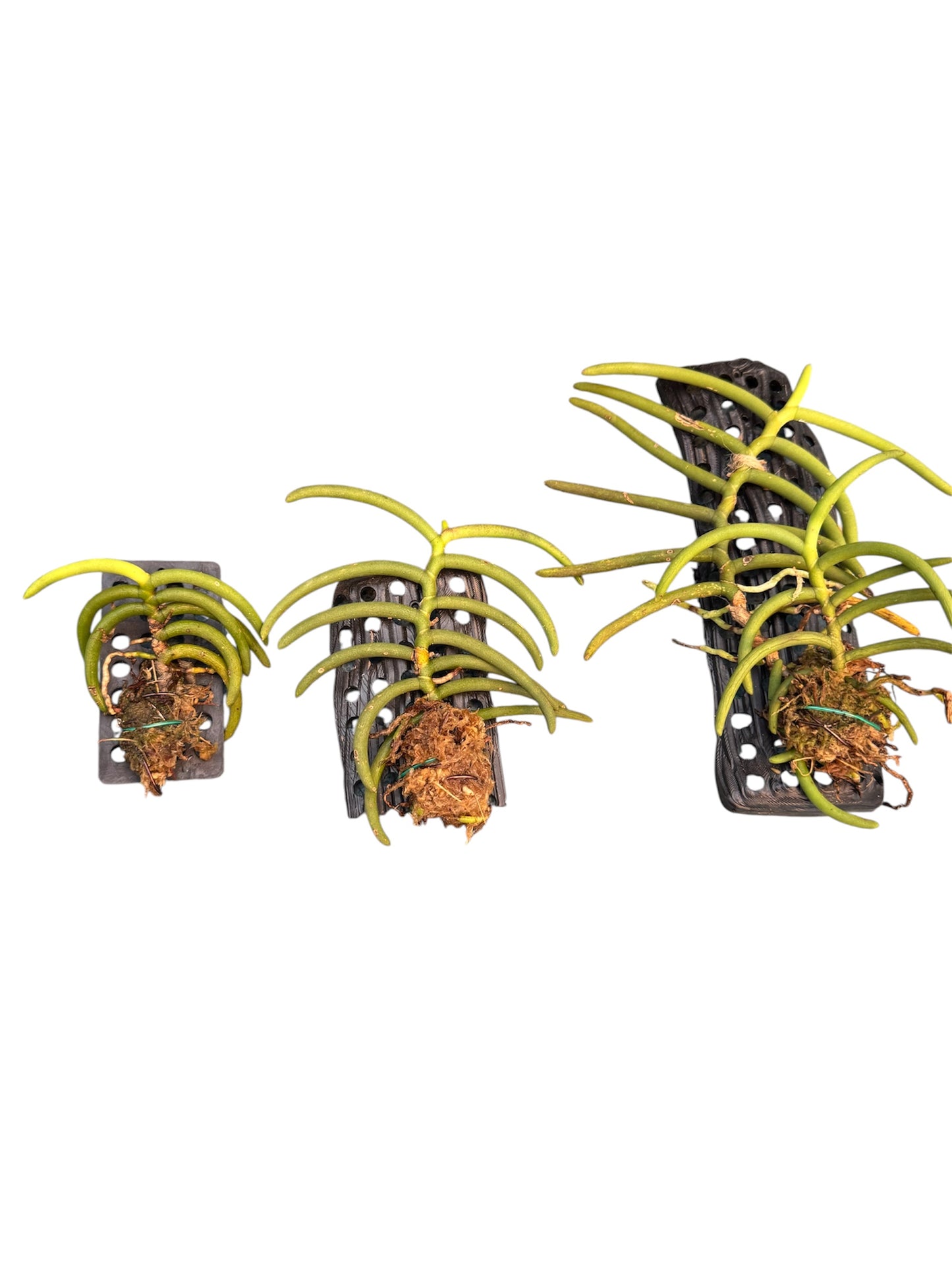 Orchid Cleisostoma arietinum