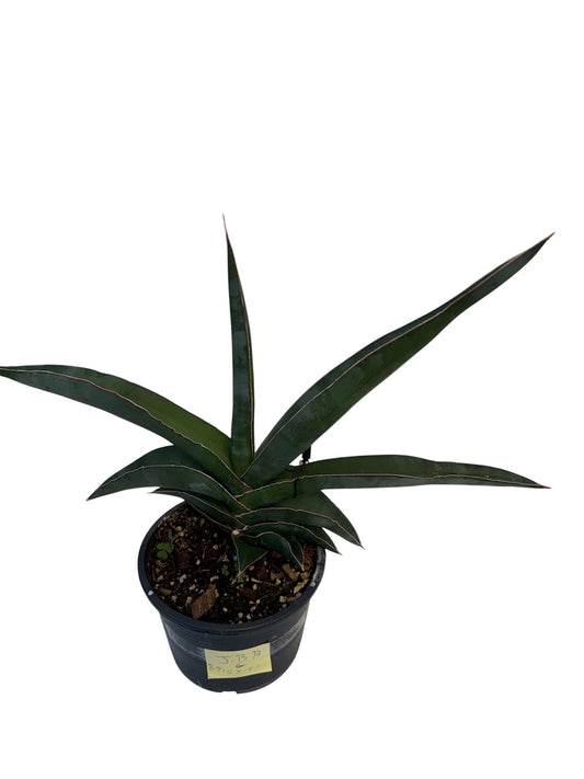 Sansevieria 'Robusta Fat'