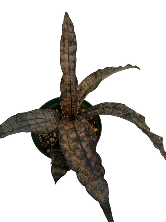 Sansevieria coppertone Large