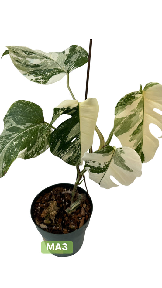 Monstera deliciosa Albo Variegata