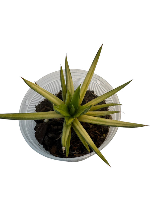 Sansevieria Francisii yellow variegated