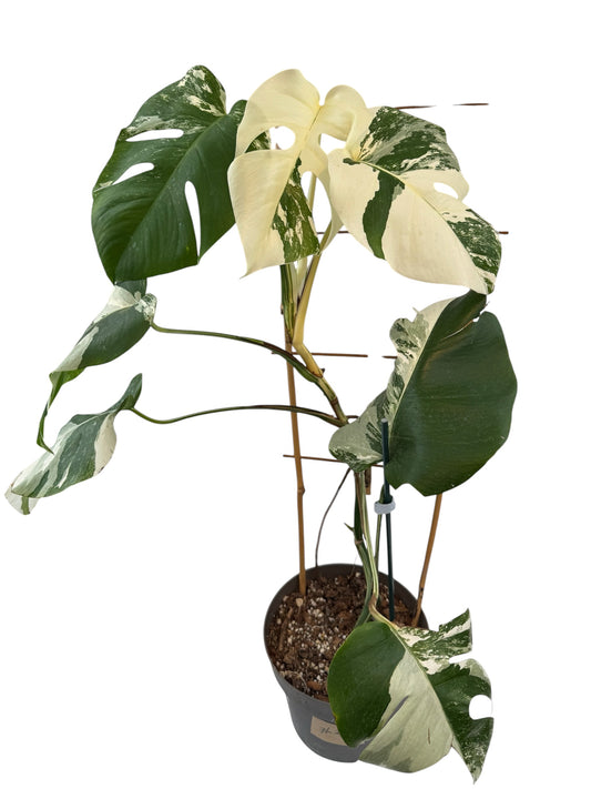 Monstera deliciosa Albo Variegata