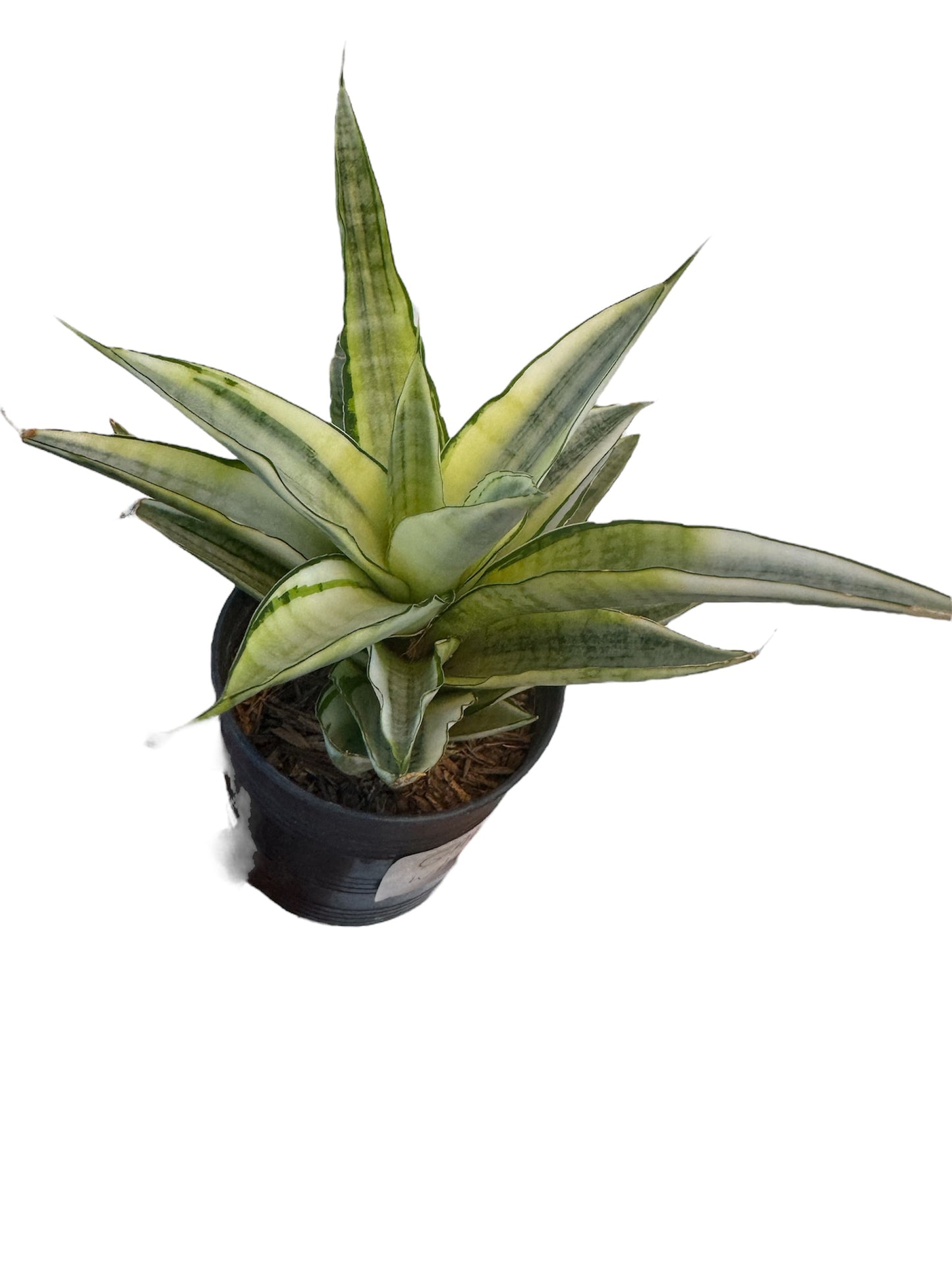 Sansevieria Gabriella variegated