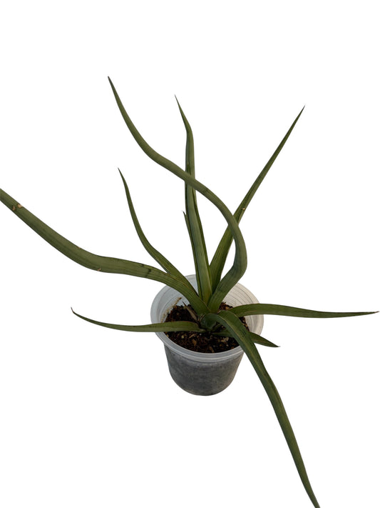 Sansevieria Dancing Dragon 15”