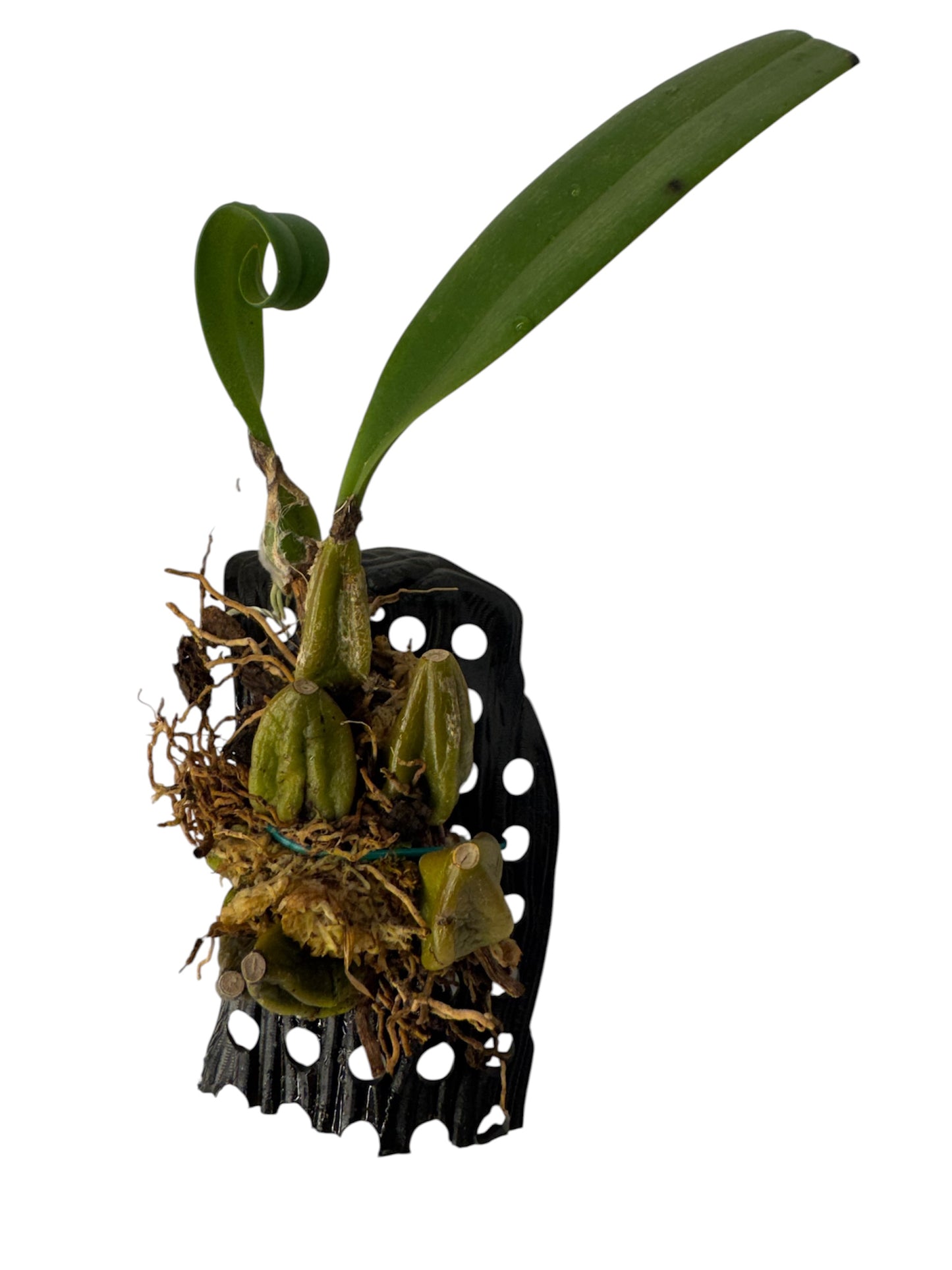 Orchid Bulbophyllum careyanum
