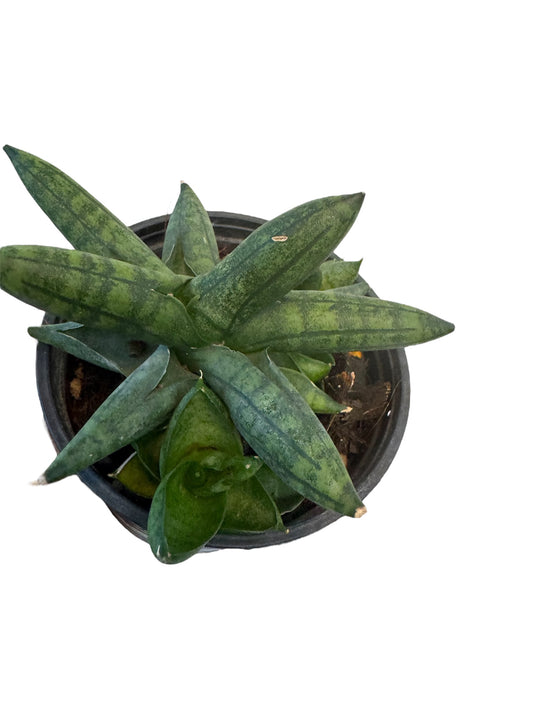 Sansevieria Rocker