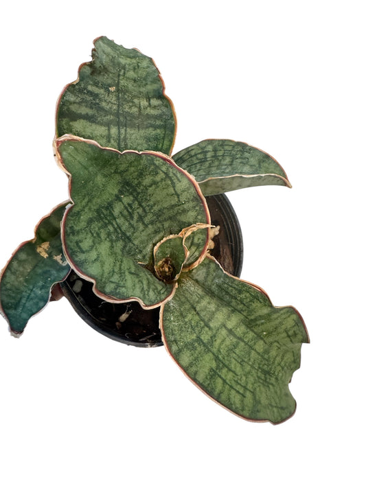 Sansevieria 'Cleopatra (snake plant)