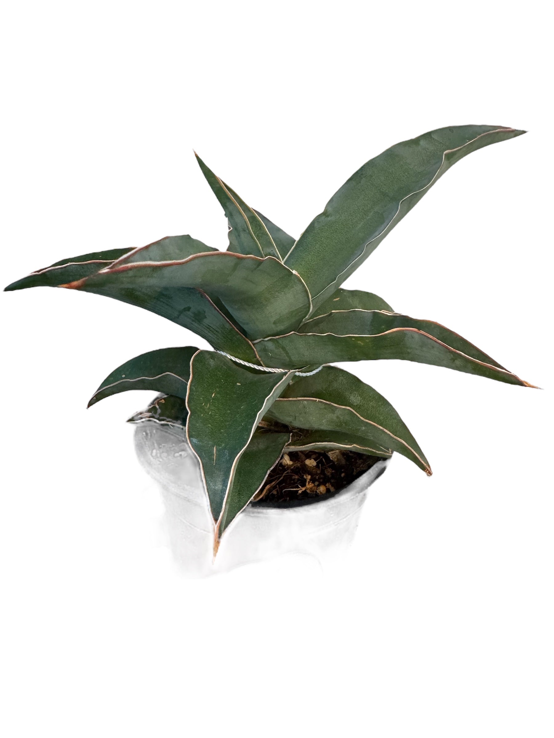 exotic sansevieria sansevieria Blue kew