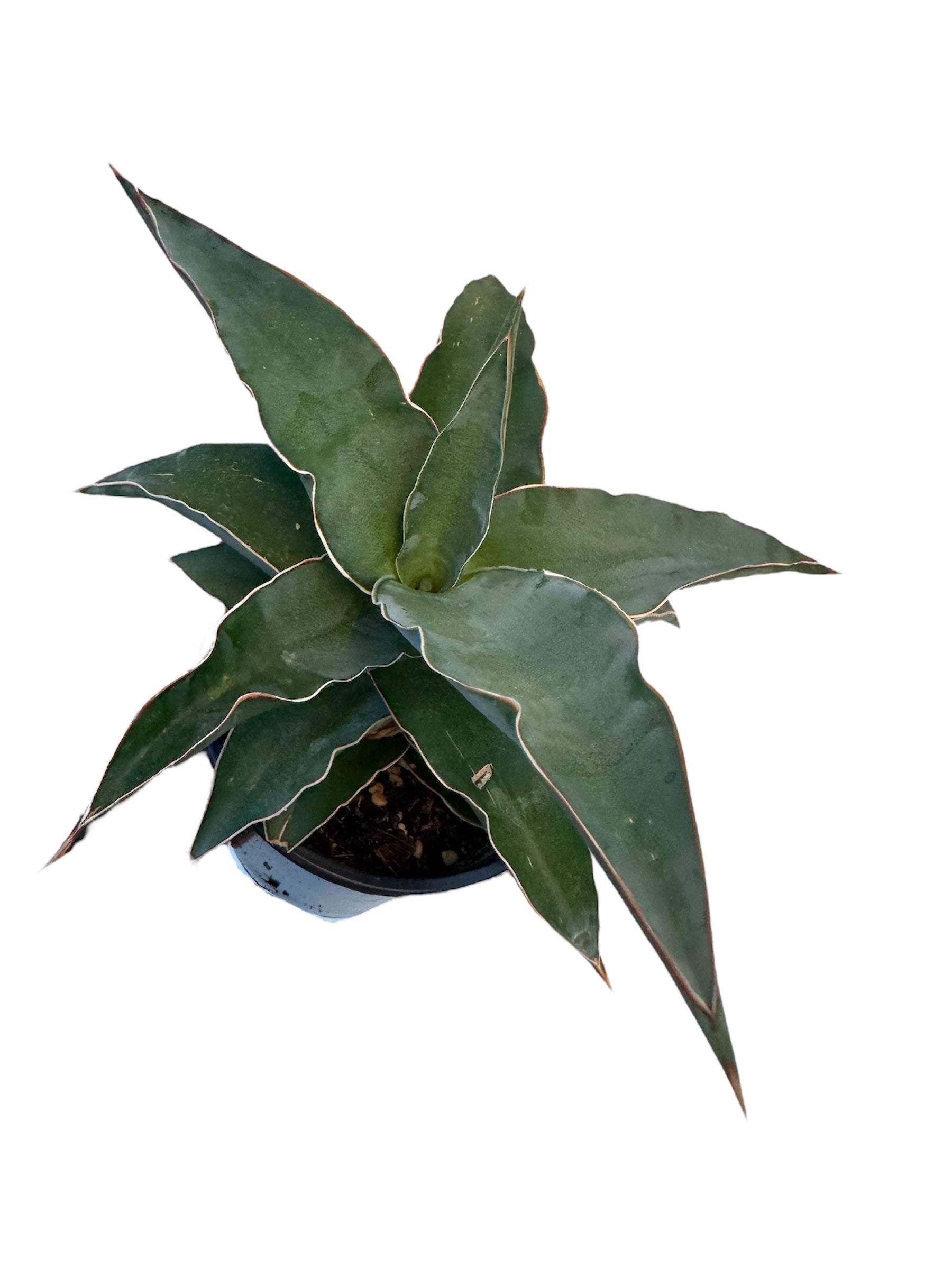 サンスベリア ブルーキュ斑入 Sansevieria Blue Kew サンスベリア ブルーキュ斑入 Sansevieria Blue Kew