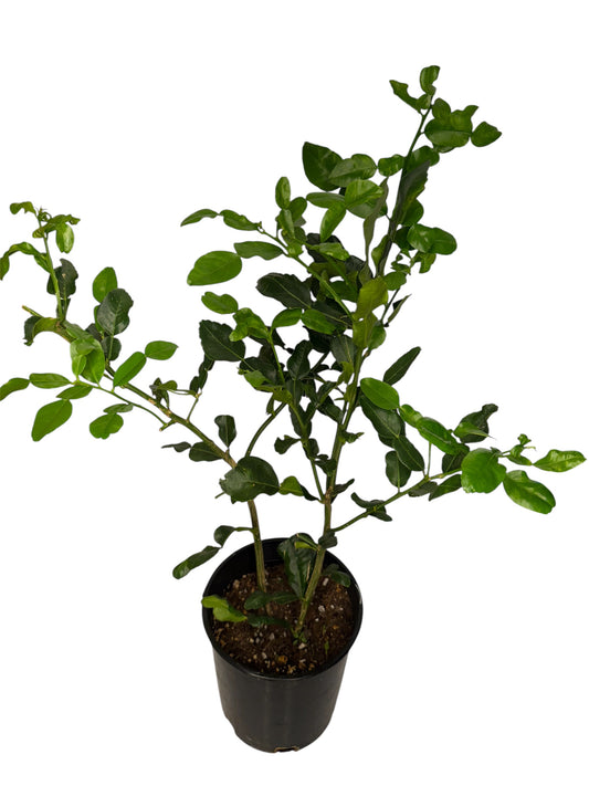 Kaffir tree large