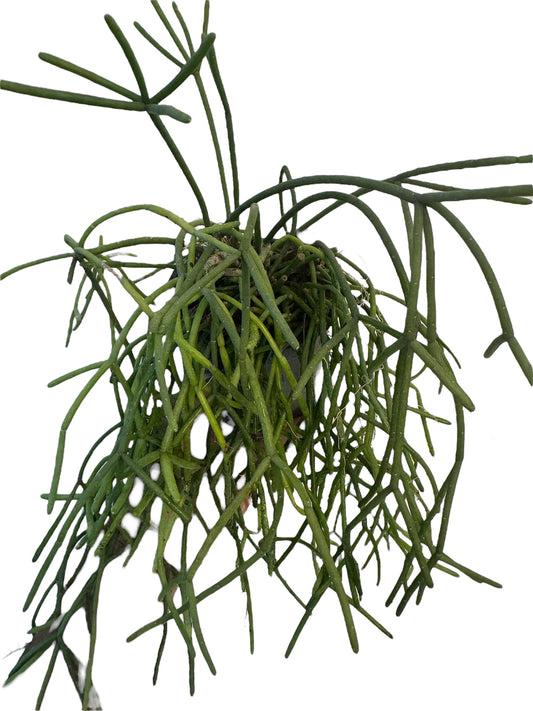 Rhipsalis capilliformis