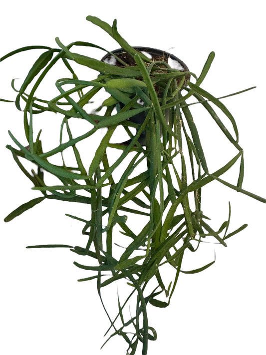 Rhipsalis Micrantha