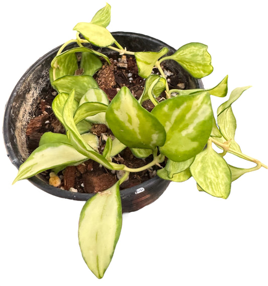 Hoya Heuschkeliana variegata