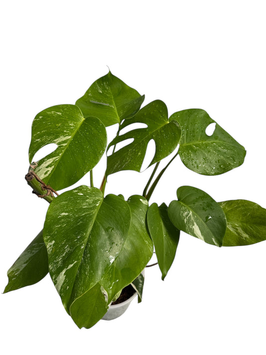 Monstera Albo