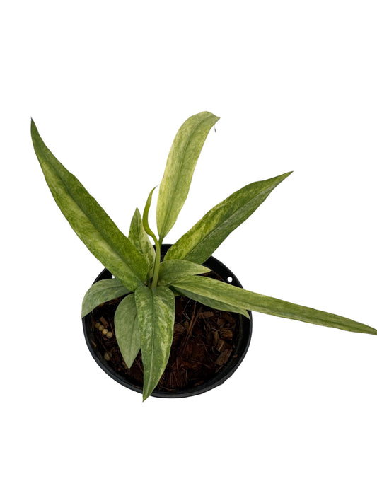 Anthurium Vittarifolium Necktie Variegated