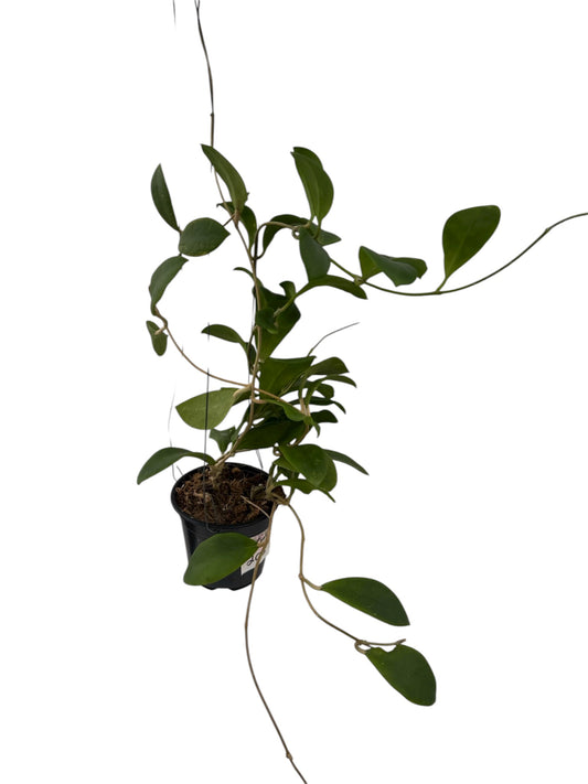 Hoya Crassipetiolata splash