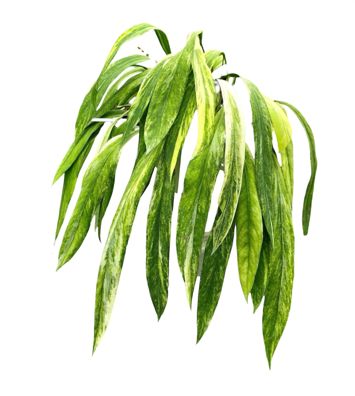 Anthurium Vittarifolium Necktie Variegated