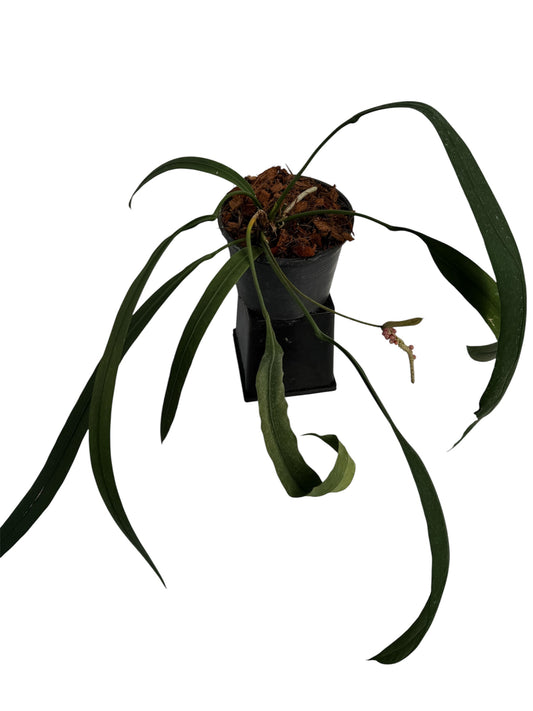 Anthurium vittariifolium Necktie