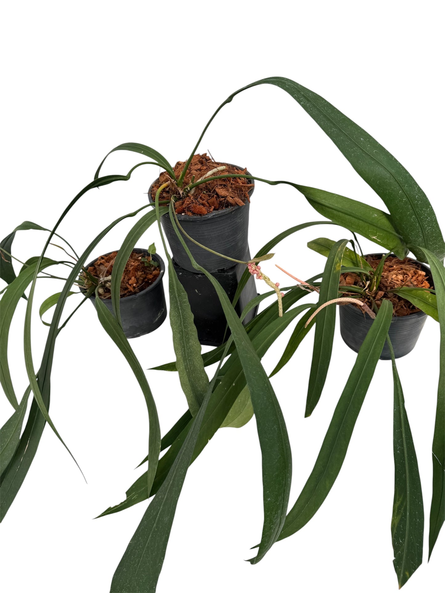 Anthurium vittariifolium Necktie