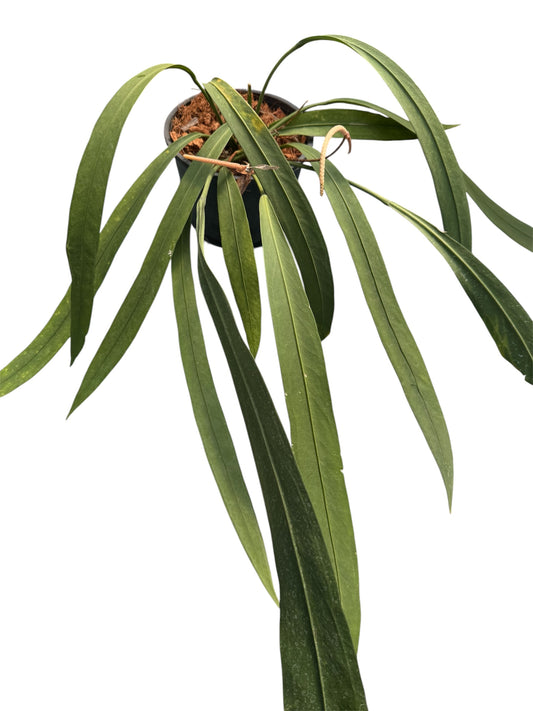 Anthurium vittariifolium Necktie