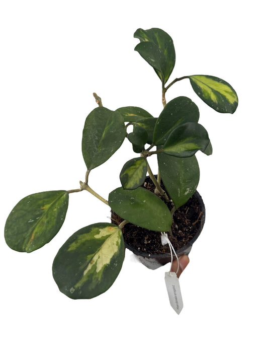 Hoya Obovata Varigated