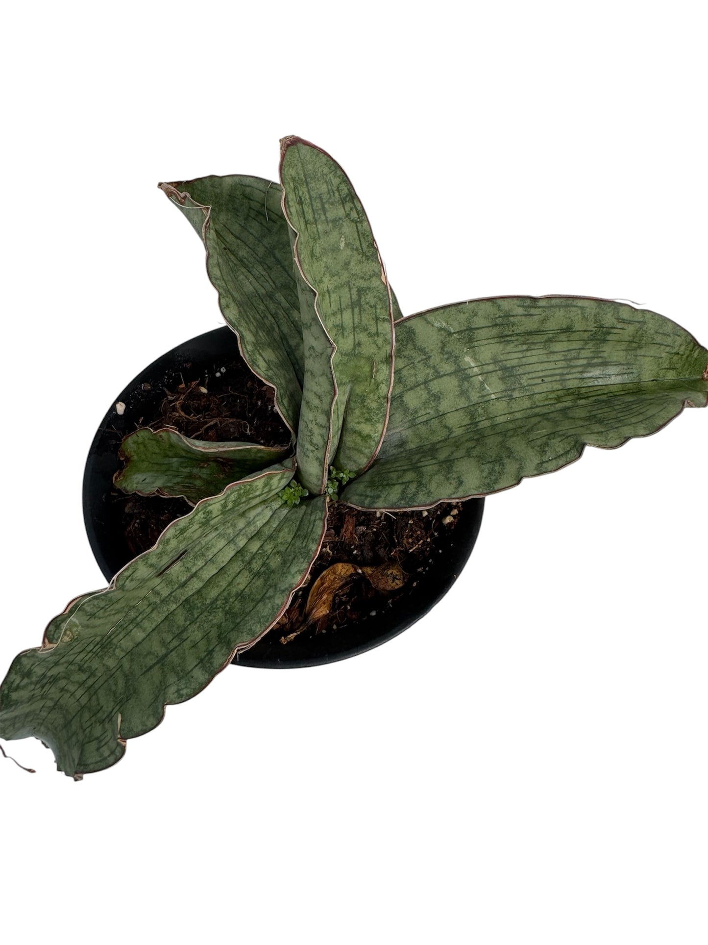 Sansevieria kirkii 'Cleopatra10-12”long Mature