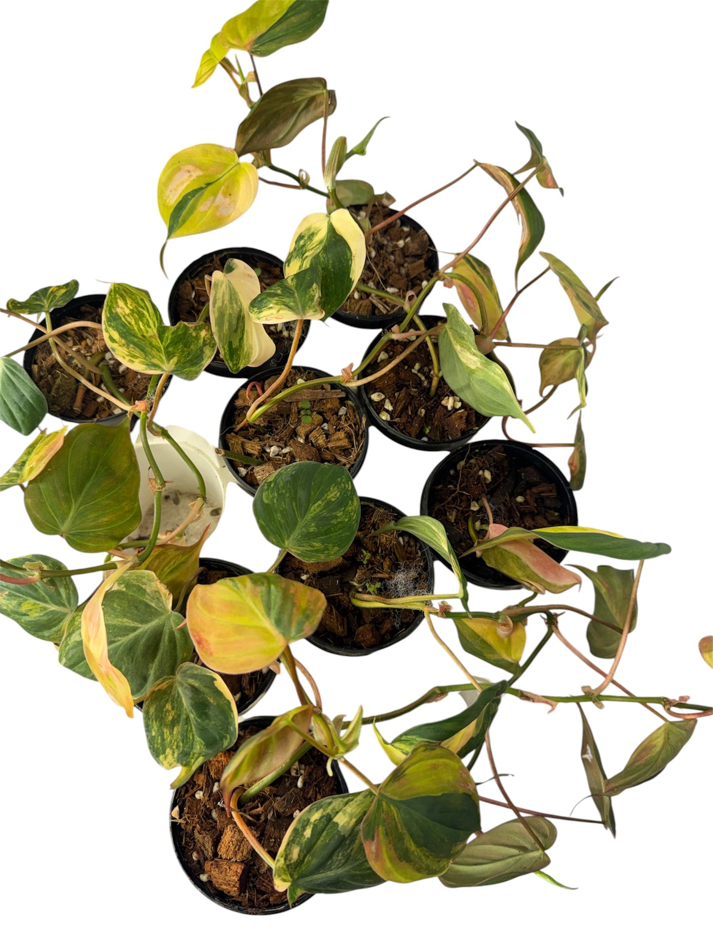 Philodendron Variegated Micans