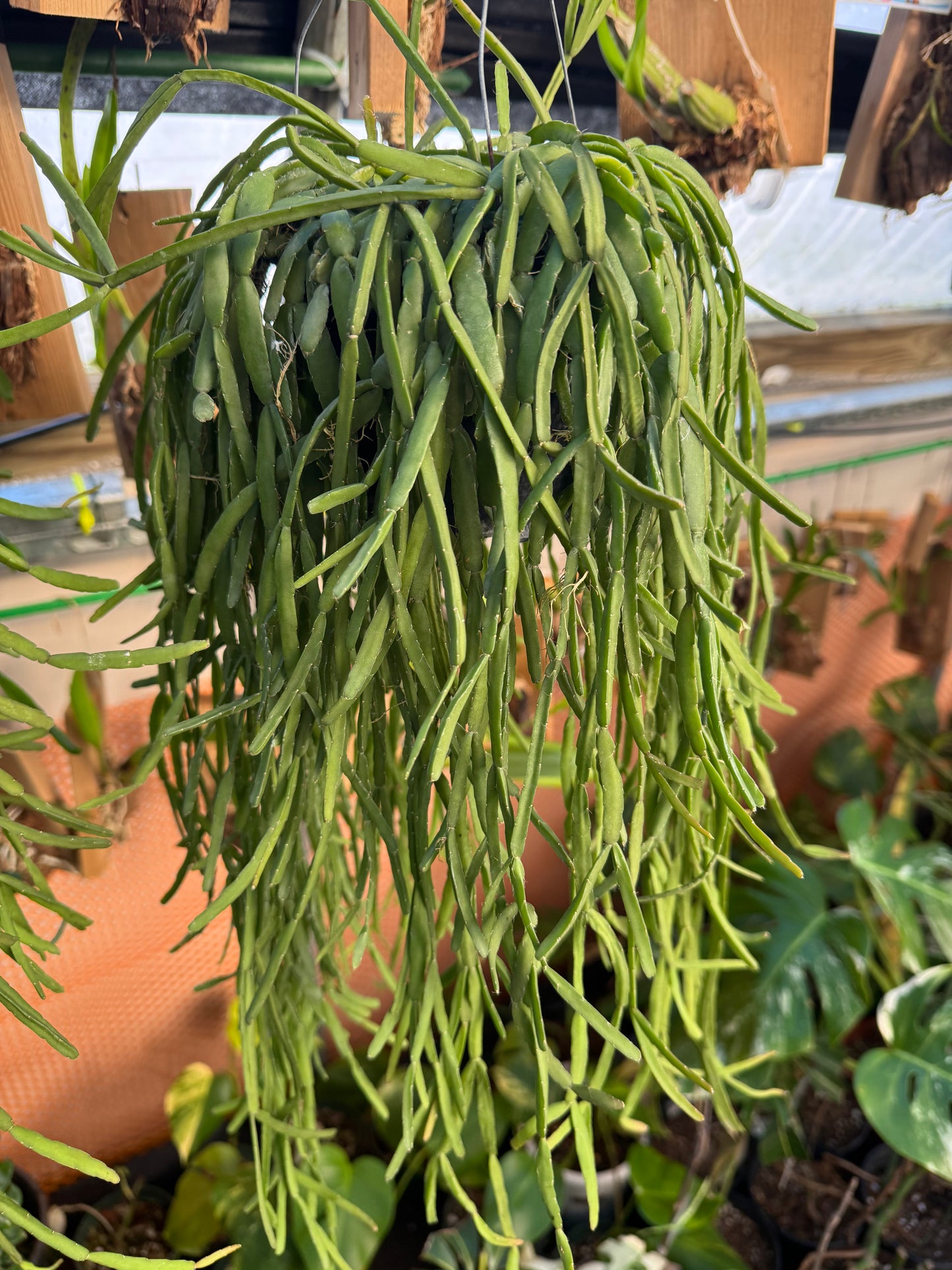 Rhipsalis micrantha large pot