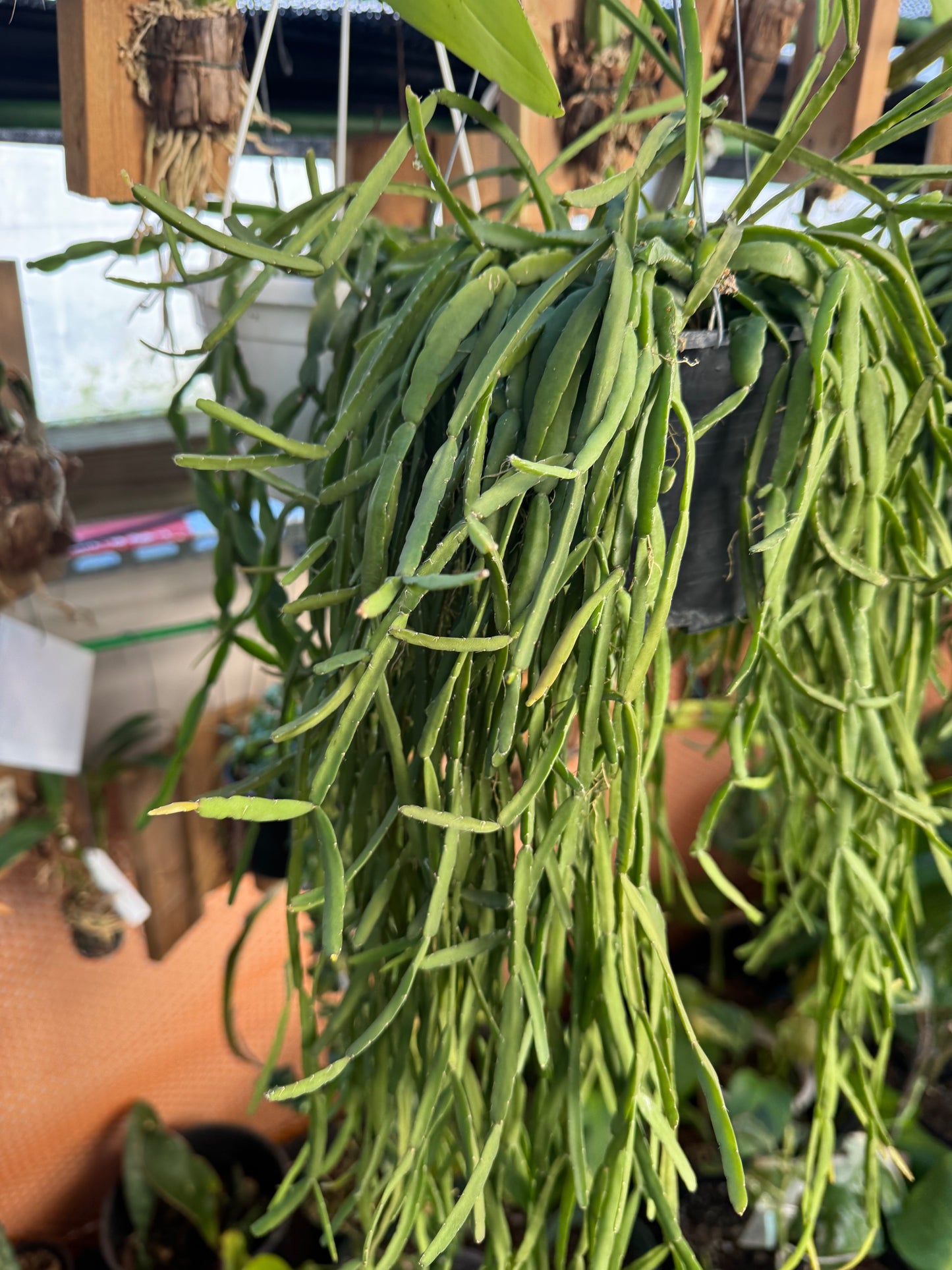 Rhipsalis micrantha large pot