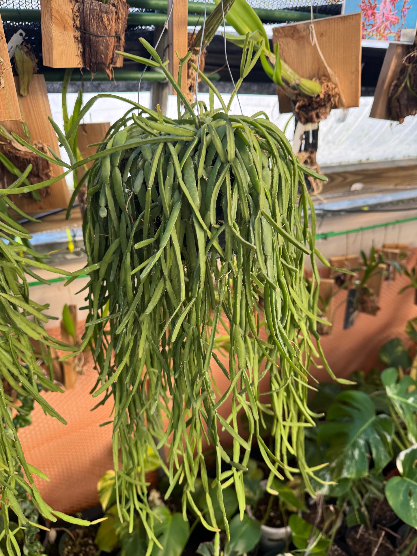 Rhipsalis micrantha large pot